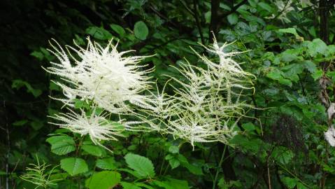 Fotografia da espécie Aruncus dioicus