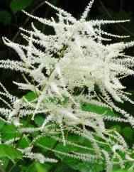 Aruncus dioicus