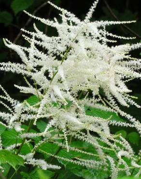 Fotografia 1 da espécie Aruncus dioicus no Jardim Botânico UTAD