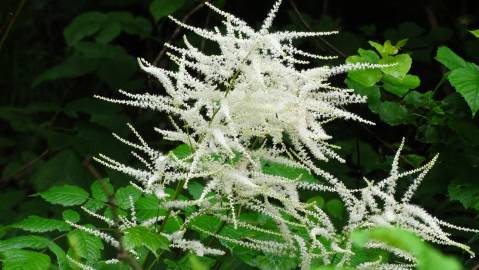 Fotografia da espécie Aruncus dioicus