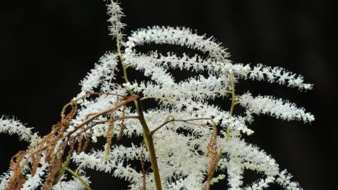 Fotografia da espécie Aruncus dioicus