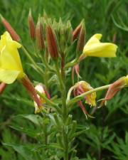 Fotografia da espécie Oenothera glazioviana