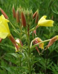 Oenothera glazioviana