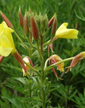 Fotografia 1 da espécie Oenothera glazioviana no Jardim Botânico UTAD