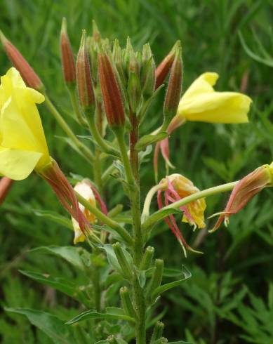 Fotografia de capa Oenothera glazioviana - do Jardim Botânico