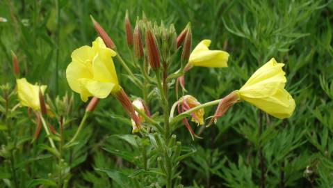 Fotografia da espécie Oenothera glazioviana