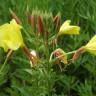 Fotografia 1 da espécie Oenothera glazioviana do Jardim Botânico UTAD