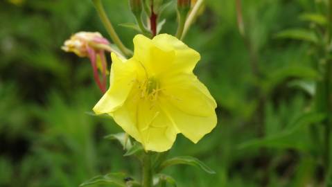 Fotografia da espécie Oenothera glazioviana