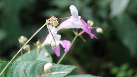 Fotografia da espécie Impatiens balfourii