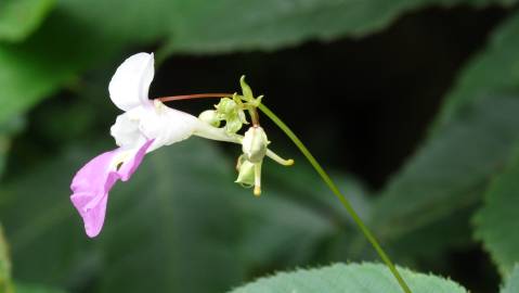 Fotografia da espécie Impatiens balfourii