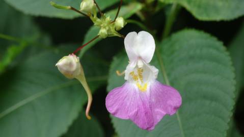 Fotografia da espécie Impatiens balfourii