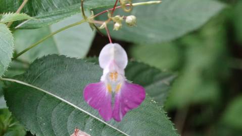 Fotografia da espécie Impatiens balfourii