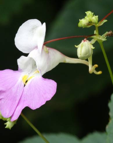 Fotografia de capa Impatiens balfourii - do Jardim Botânico