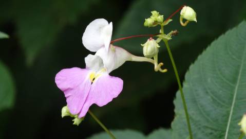 Fotografia da espécie Impatiens balfourii