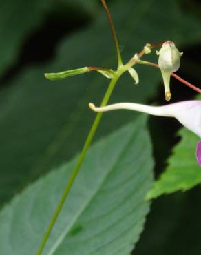 Fotografia 30 da espécie Impatiens balfourii no Jardim Botânico UTAD