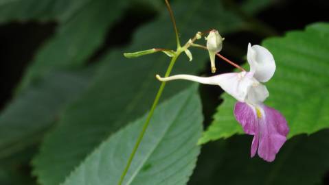 Fotografia da espécie Impatiens balfourii