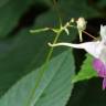 Fotografia 30 da espécie Impatiens balfourii do Jardim Botânico UTAD