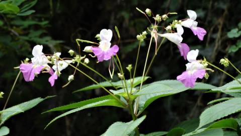 Fotografia da espécie Impatiens balfourii