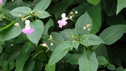 Fotografia da espécie Impatiens balfourii