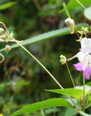 Fotografia 33 da espécie Impatiens balfourii no Jardim Botânico UTAD