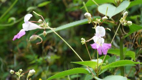 Fotografia da espécie Impatiens balfourii