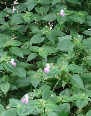 Fotografia 34 da espécie Impatiens balfourii no Jardim Botânico UTAD