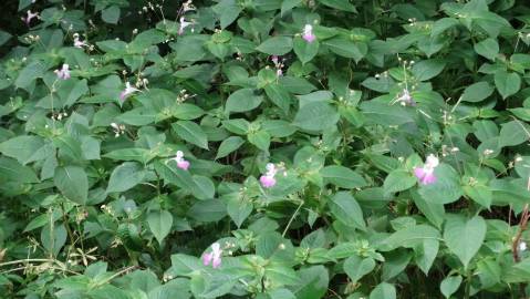 Fotografia da espécie Impatiens balfourii