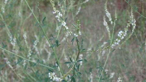 Fotografia da espécie Melilotus albus