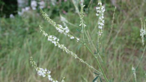 Fotografia da espécie Melilotus albus