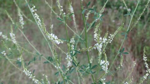 Fotografia da espécie Melilotus albus