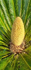 Fotografia da espécie Cycas revoluta