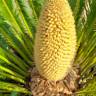 Fotografia 15 da espécie Cycas revoluta do Jardim Botânico UTAD