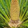 Fotografia 16 da espécie Cycas revoluta do Jardim Botânico UTAD