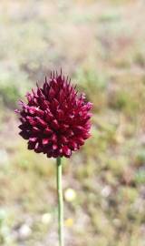 Fotografia da espécie Allium sphaerocephalon