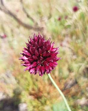 Fotografia 14 da espécie Allium sphaerocephalon no Jardim Botânico UTAD