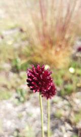 Fotografia da espécie Allium sphaerocephalon