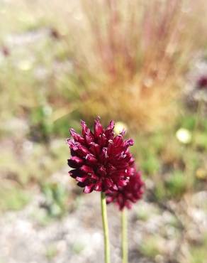 Fotografia 15 da espécie Allium sphaerocephalon no Jardim Botânico UTAD