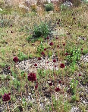 Fotografia 16 da espécie Allium sphaerocephalon no Jardim Botânico UTAD