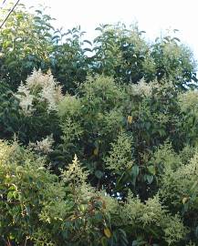 Fotografia da espécie Ligustrum lucidum