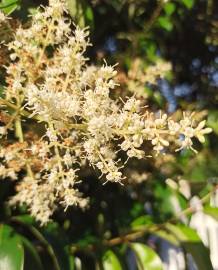 Fotografia da espécie Ligustrum lucidum