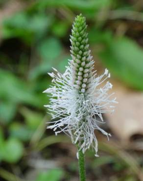 Fotografia 19 da espécie Plantago major no Jardim Botânico UTAD