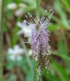 Fotografia da espécie Plantago major