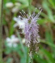 Fotografia da espécie Plantago major