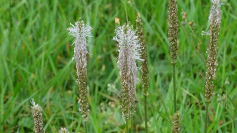 Fotografia da espécie Plantago major