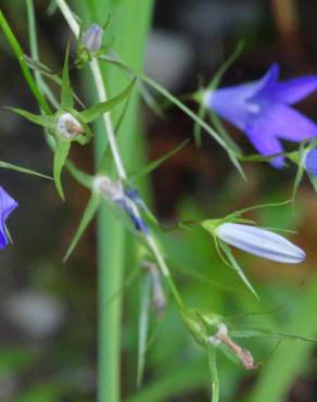 Fotografia 12 da espécie Campanula patula no Jardim Botânico UTAD