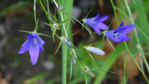 Fotografia da espécie Campanula patula