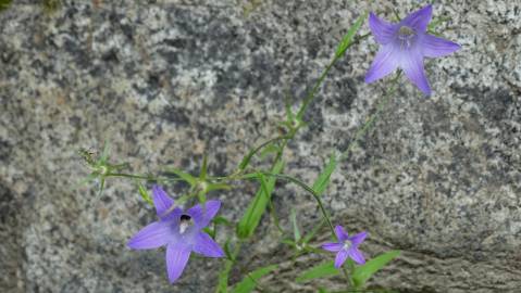 Fotografia da espécie Campanula patula