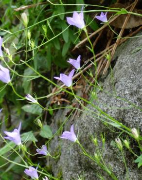 Fotografia 14 da espécie Campanula patula no Jardim Botânico UTAD