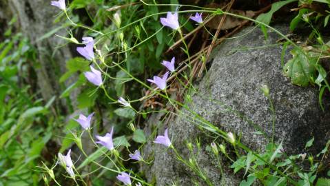 Fotografia da espécie Campanula patula