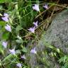 Fotografia 14 da espécie Campanula patula do Jardim Botânico UTAD